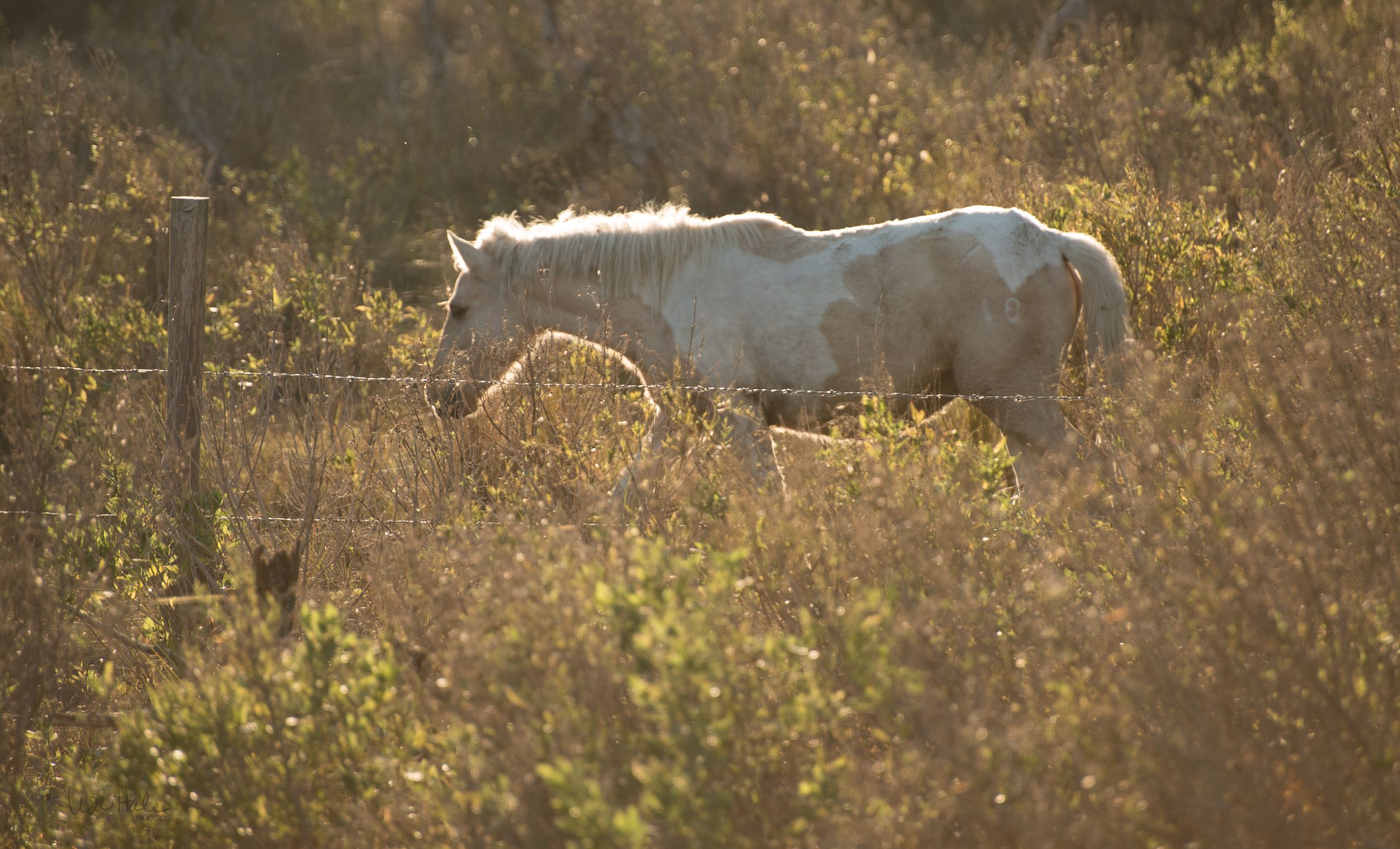 wild horse of Chincoteague Island, Virginia at Chincoteague National Wildlife Refuge