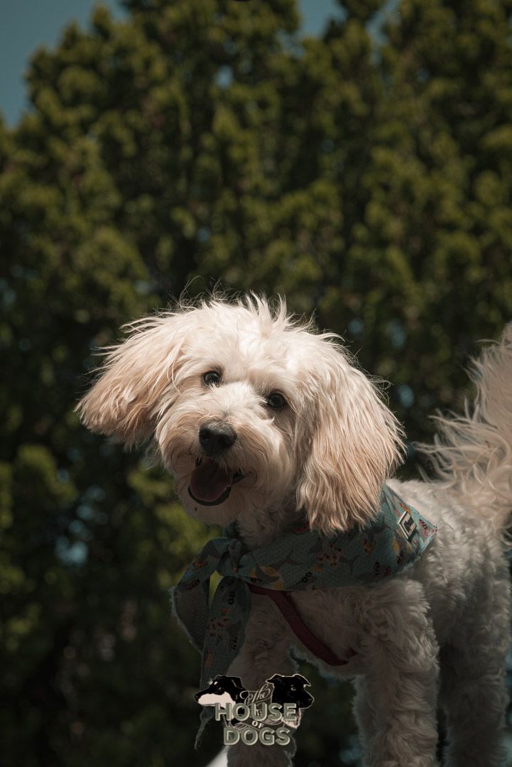 On location pet portraits of dog