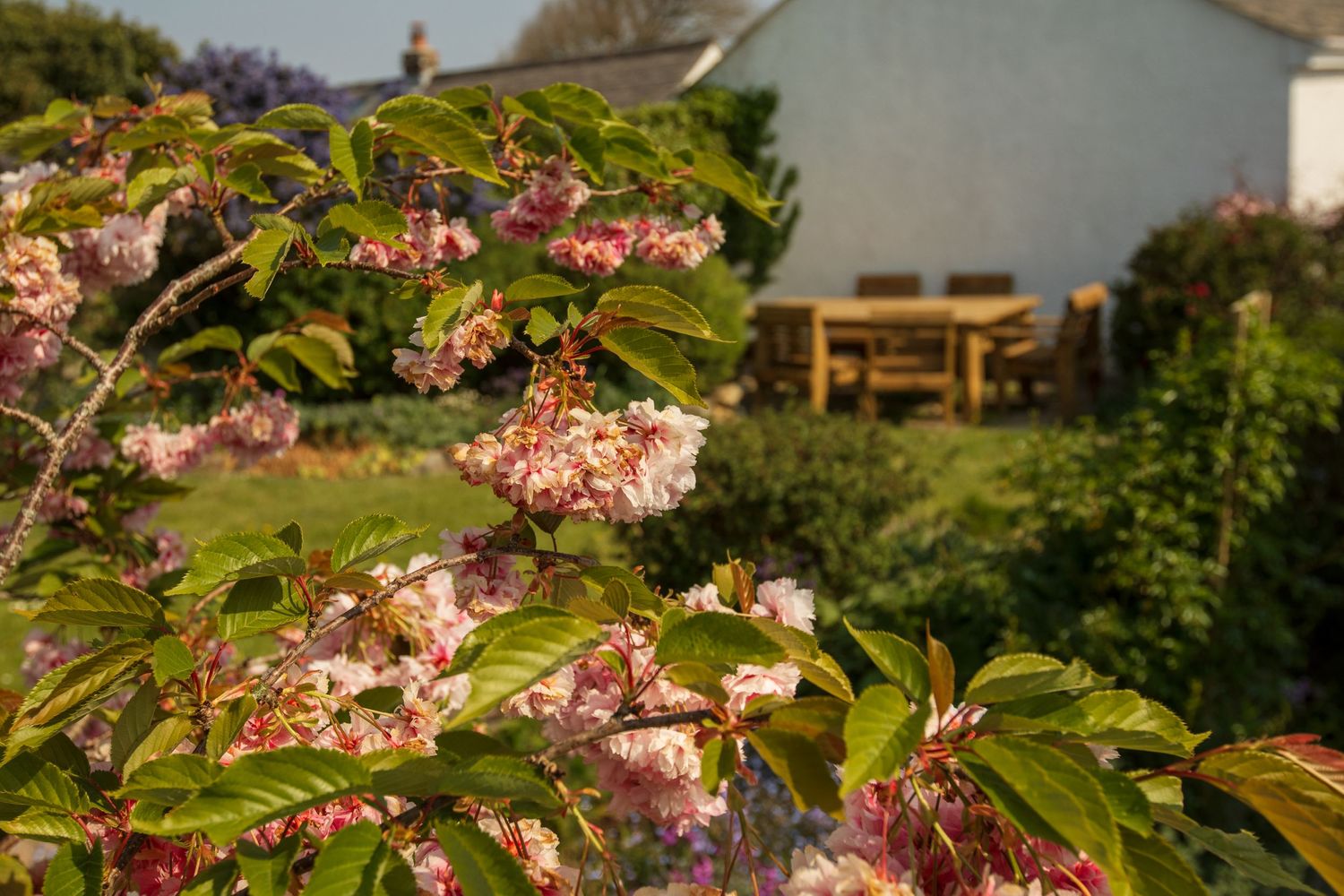 Beautiful pink flowers with a lush green garden in soft focus in the background.