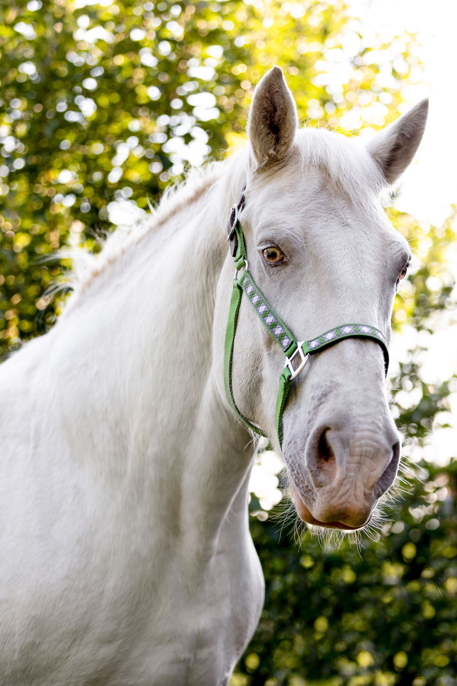 American Cream Draft Horse headshot portrait