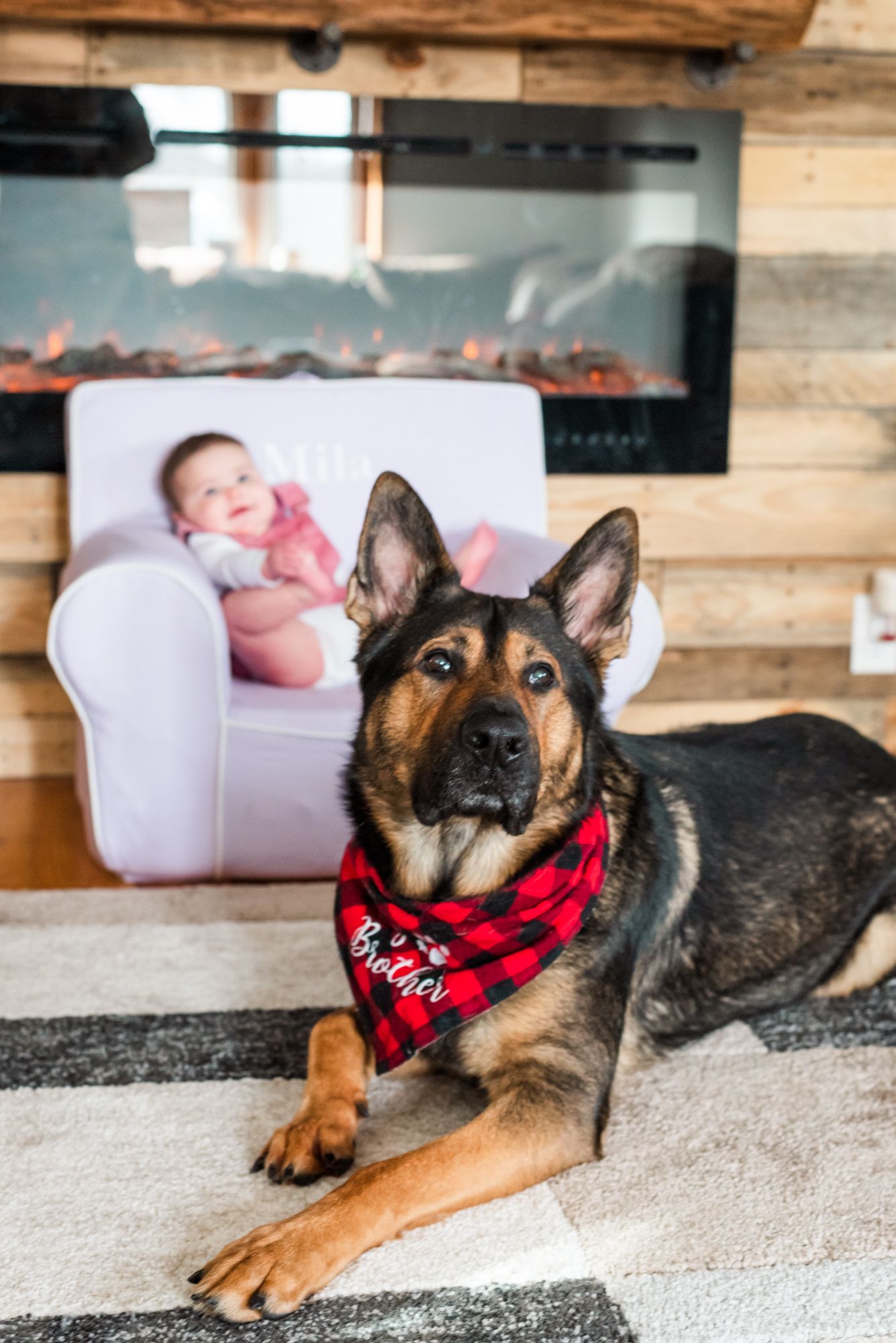 Lifestyle family photoshoot with german shepherd wearing bandana that says big brother in Gibsonia, Pennsylvania