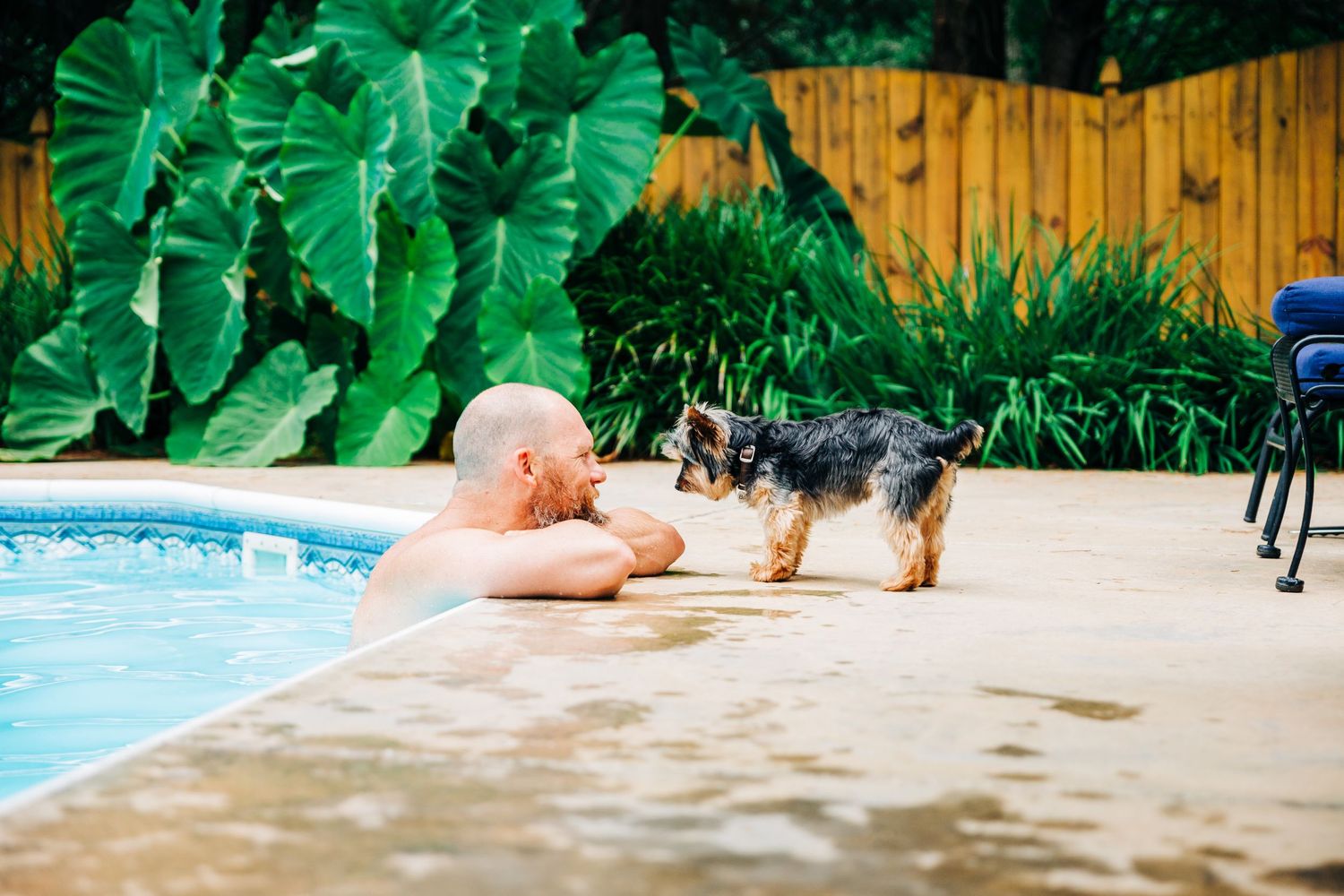 Dog greeting his owner by the pool in Charlotte, NC