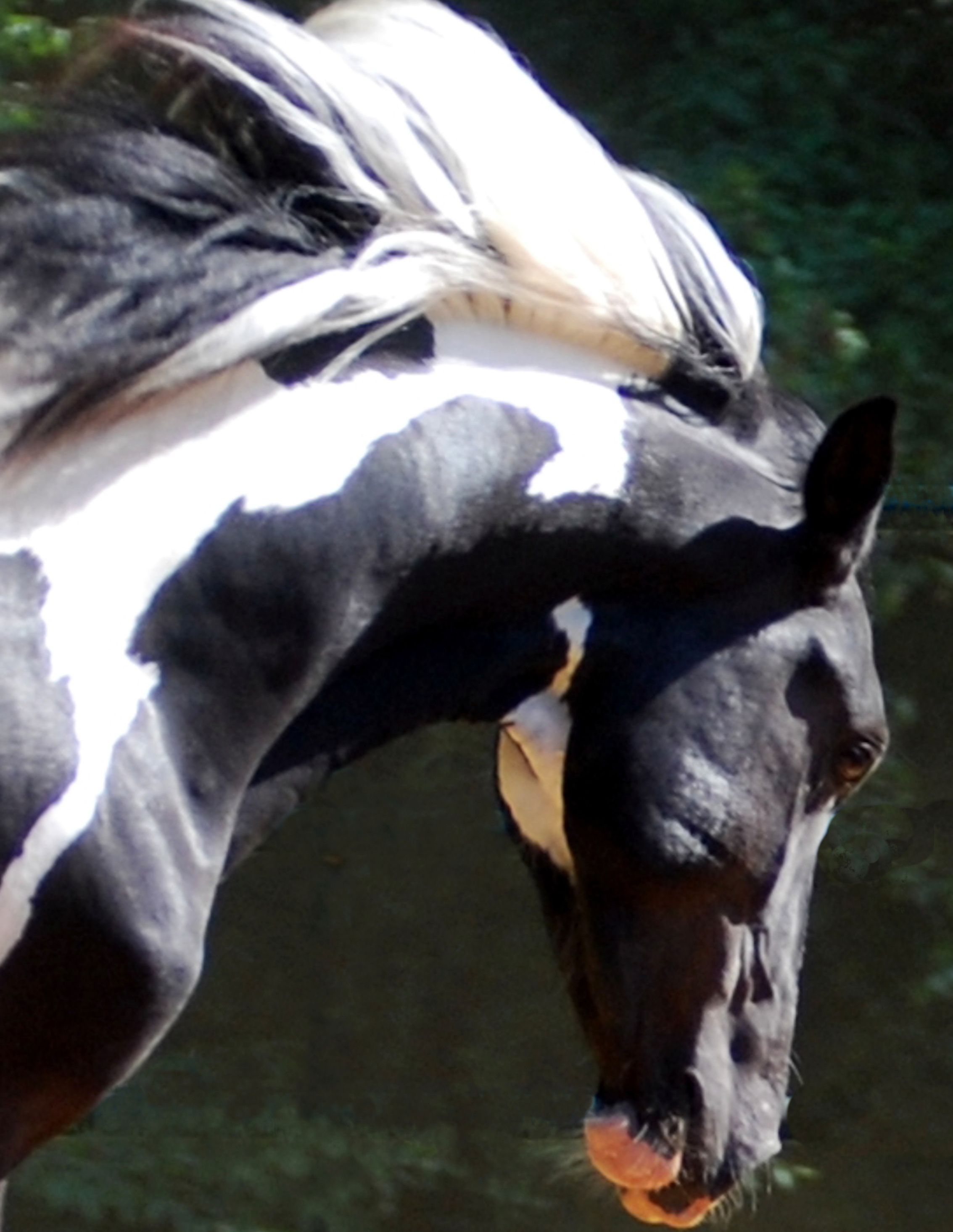 equine photographer horse portrait
