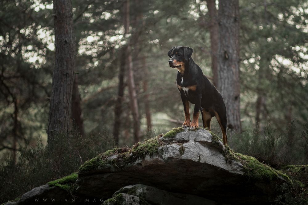 Pogo, jeune croisé, sur son rocher en forêt de Fontainebleau