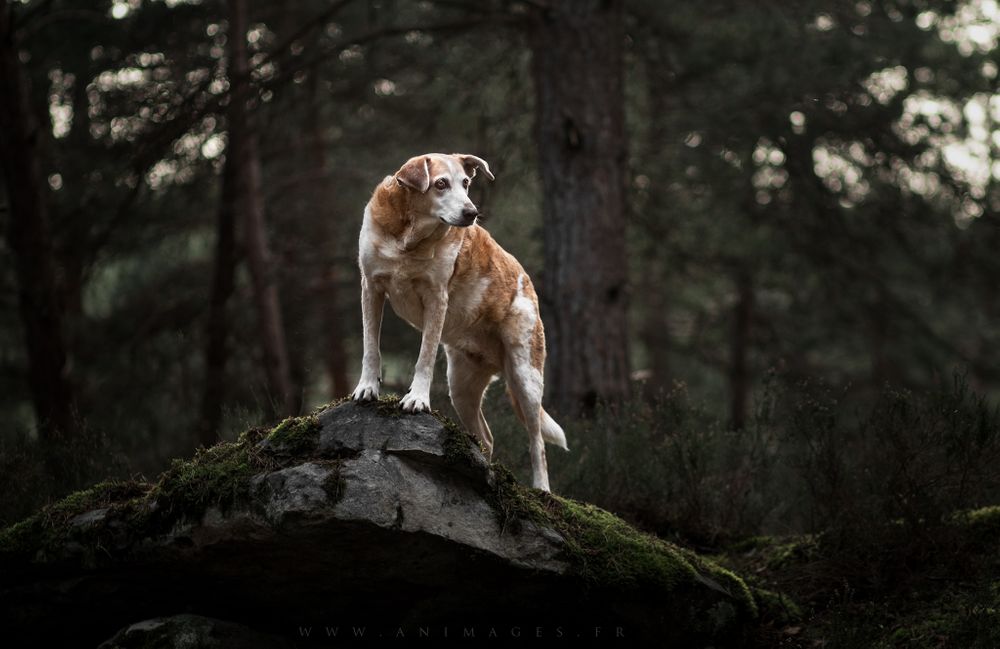 "Momo", mamie croisée en forêt de Fontainebleau au premières couleurs du printemps