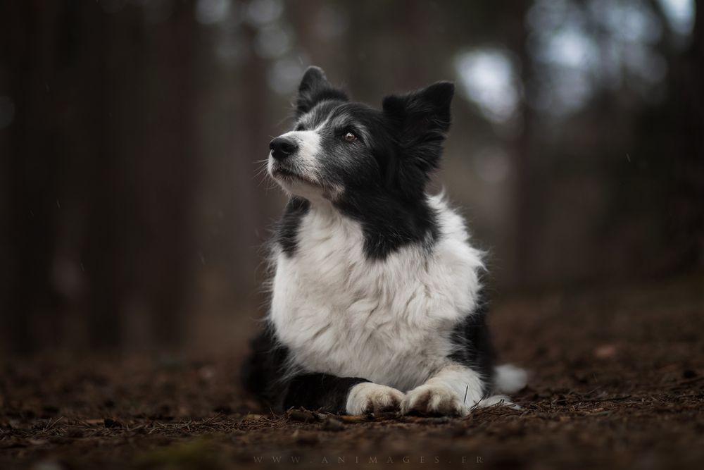 Filou, Border Collie en forêt de Fontainebleau