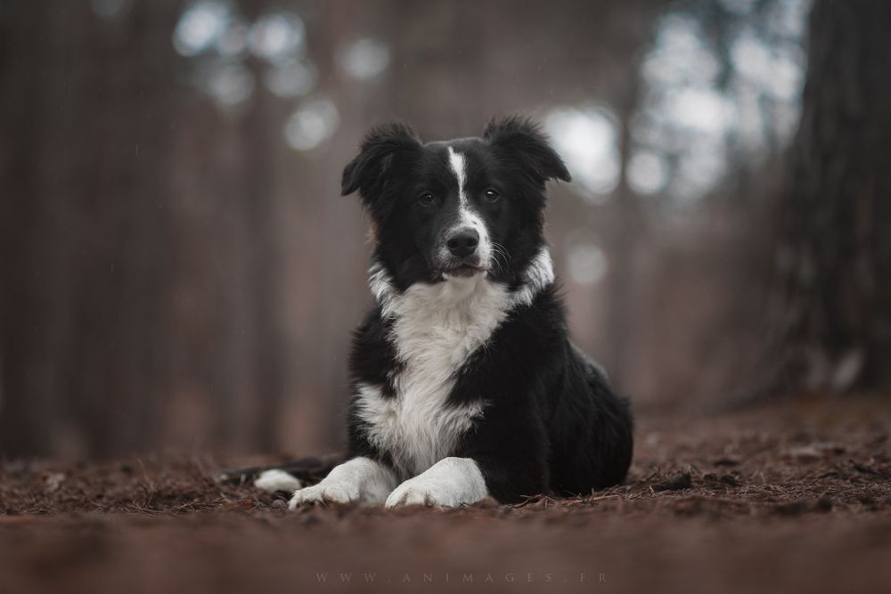 Pooja, Border Collie, dans les couleurs automnales en forêt de Fontainebleau