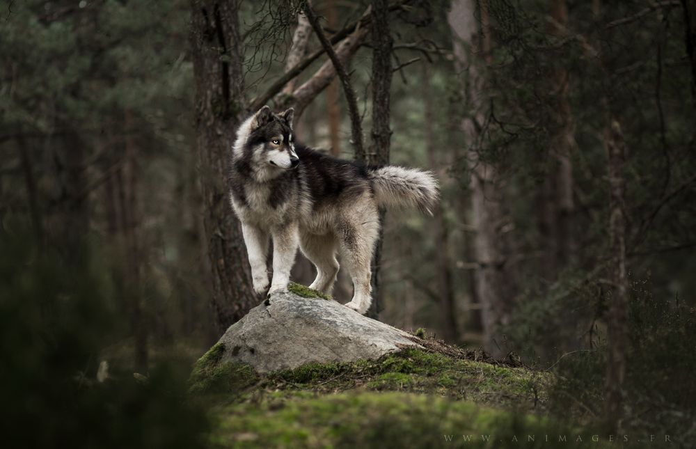 Klaus, Husky Siberien, jouant le loup en forêt