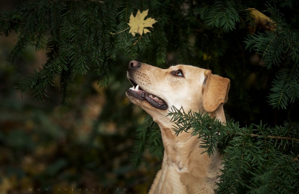 Néfi, croisée Labrador posant dans les branches de sapin