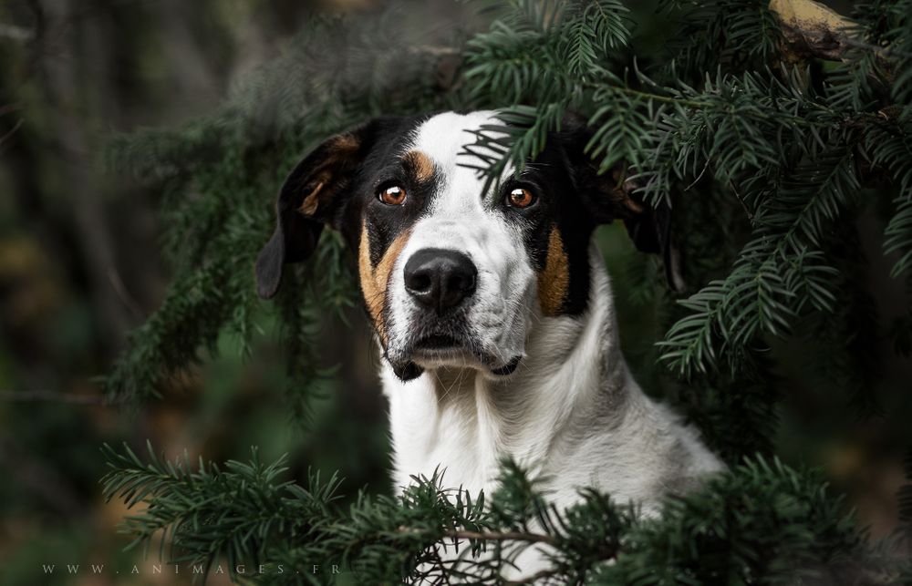 Lucky, grand croisé, posant dans les branches de sapin