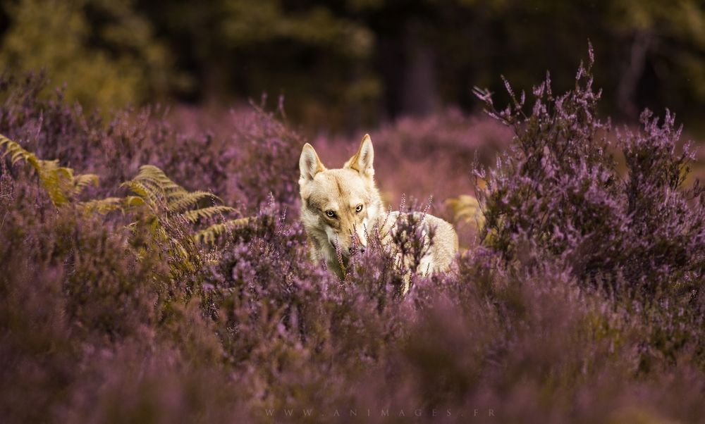 Misa, Chien Loup de Sarloos dans les bruyères d'été