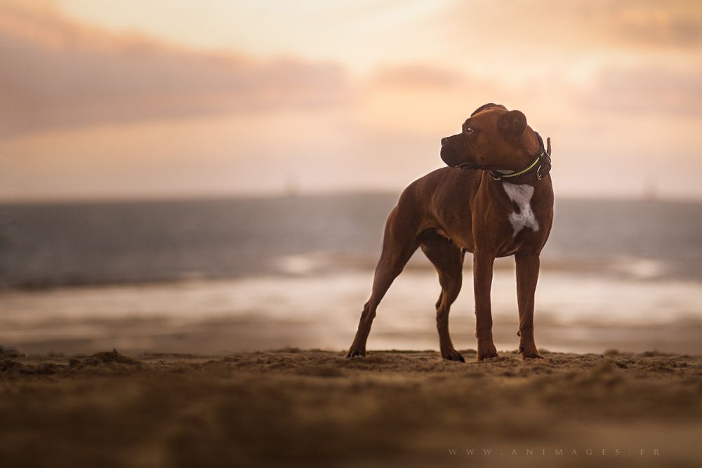 Plume, Boxer, posant sur la plage au coucher du soleil