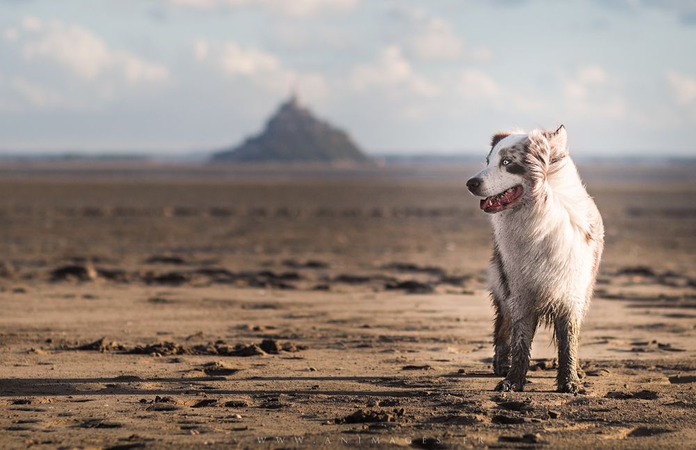 Nàska, Berger Australien, devant le Mont St Michel