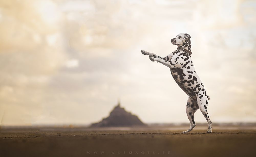 Un joli cabré de Marvel, Dalmatienne, devant le Mont St Michel