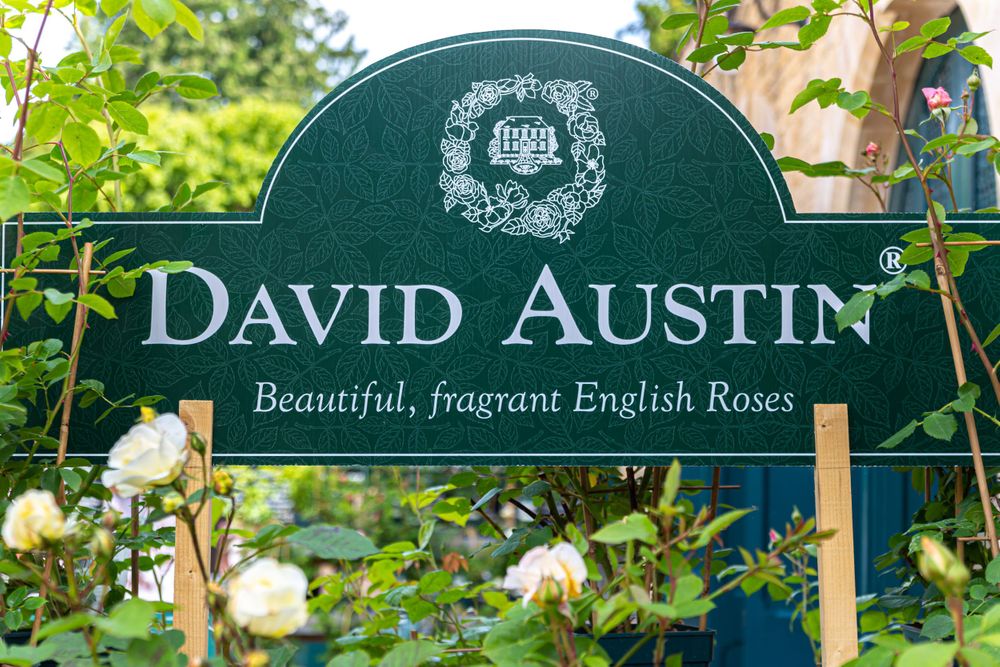 David Austin roses at Belton House, grantham, lincolnshire