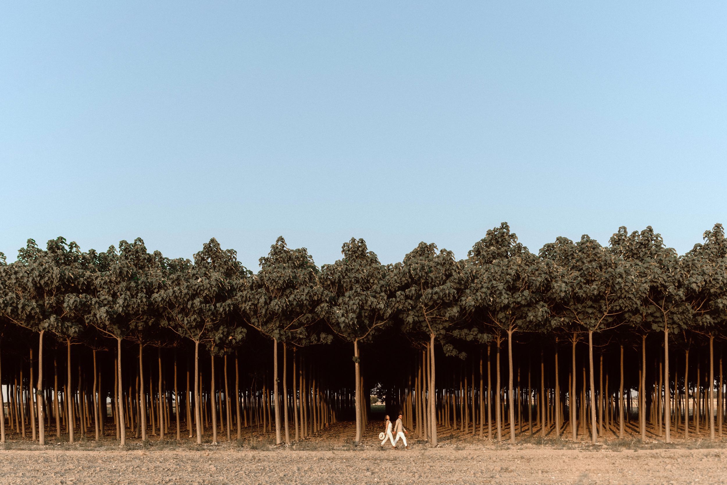 Puglia - couple - prematrimoniale - sessione di coppia - natura - bosco - piantagione di Paulonia - wedding photographer