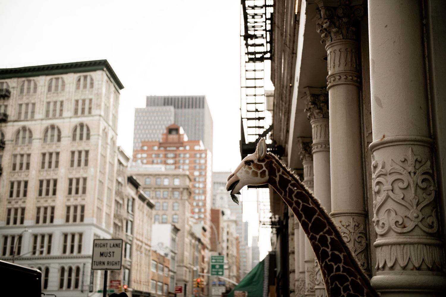 Concrete Jungle