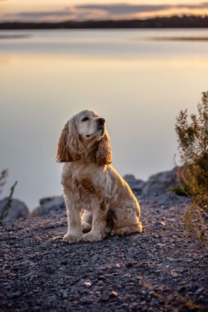 Cocker Spaniel yellow tan outdoor adventure dog pet photography
