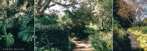 green floral plants lining a trail through garden