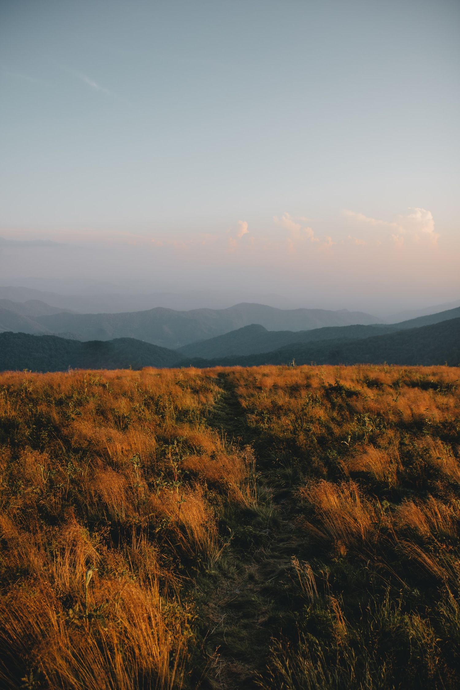 A grassy bald on top on Roan Mountain State Park one of the best places to elope in Tennessee.