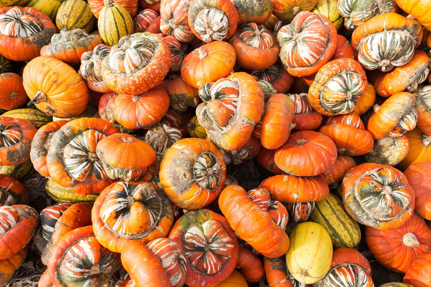 orange pumpkins