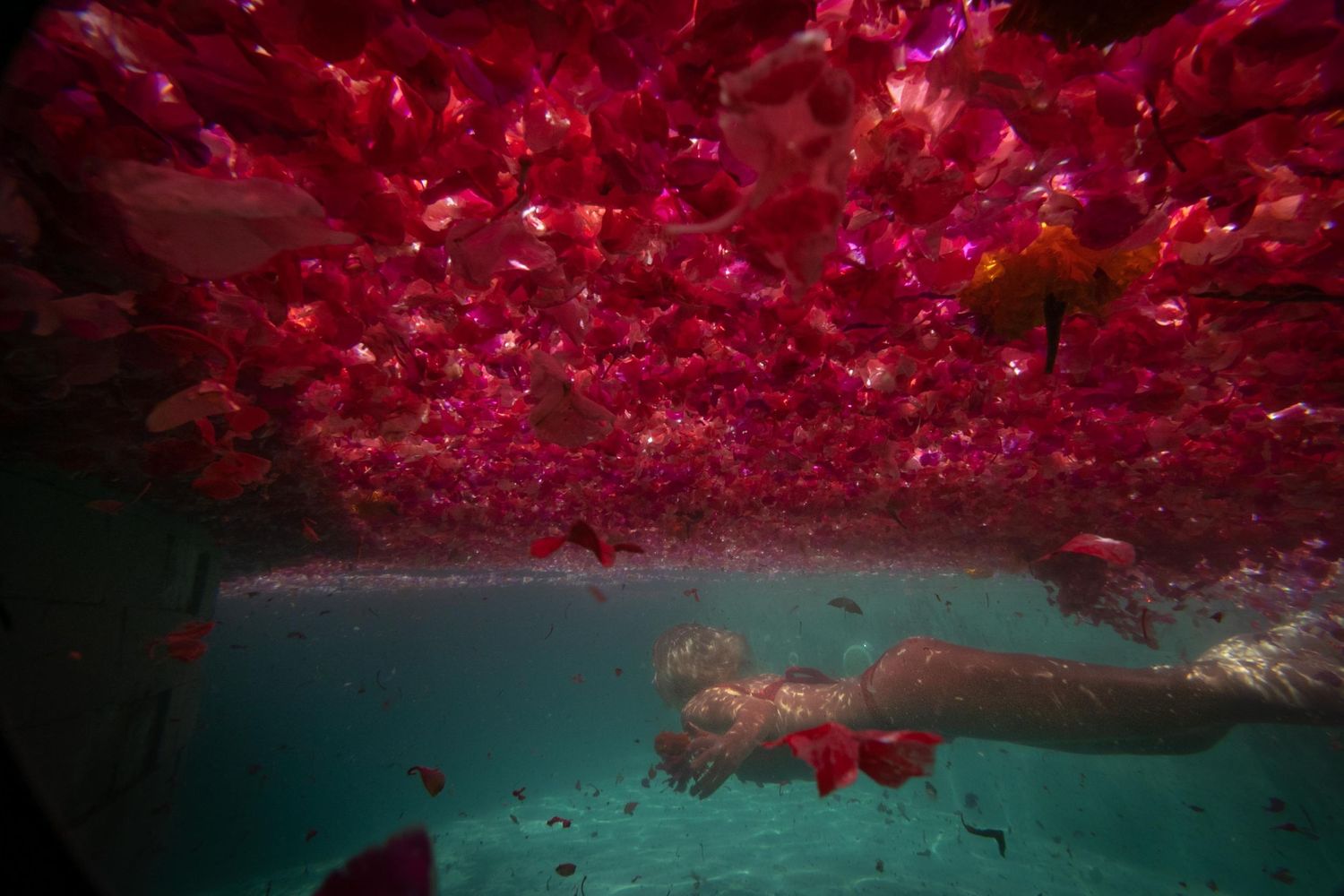 A girl swims under a sea of red flowers