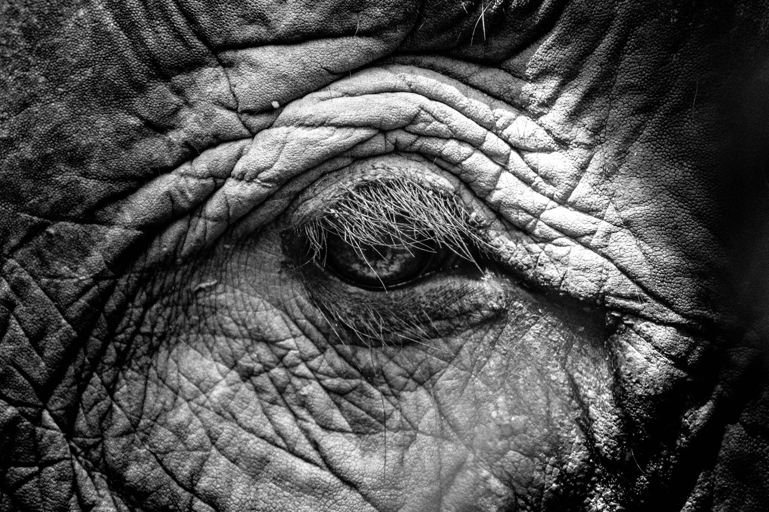 Close-up of rescued elephant eye in mountain forest of northern Thailand