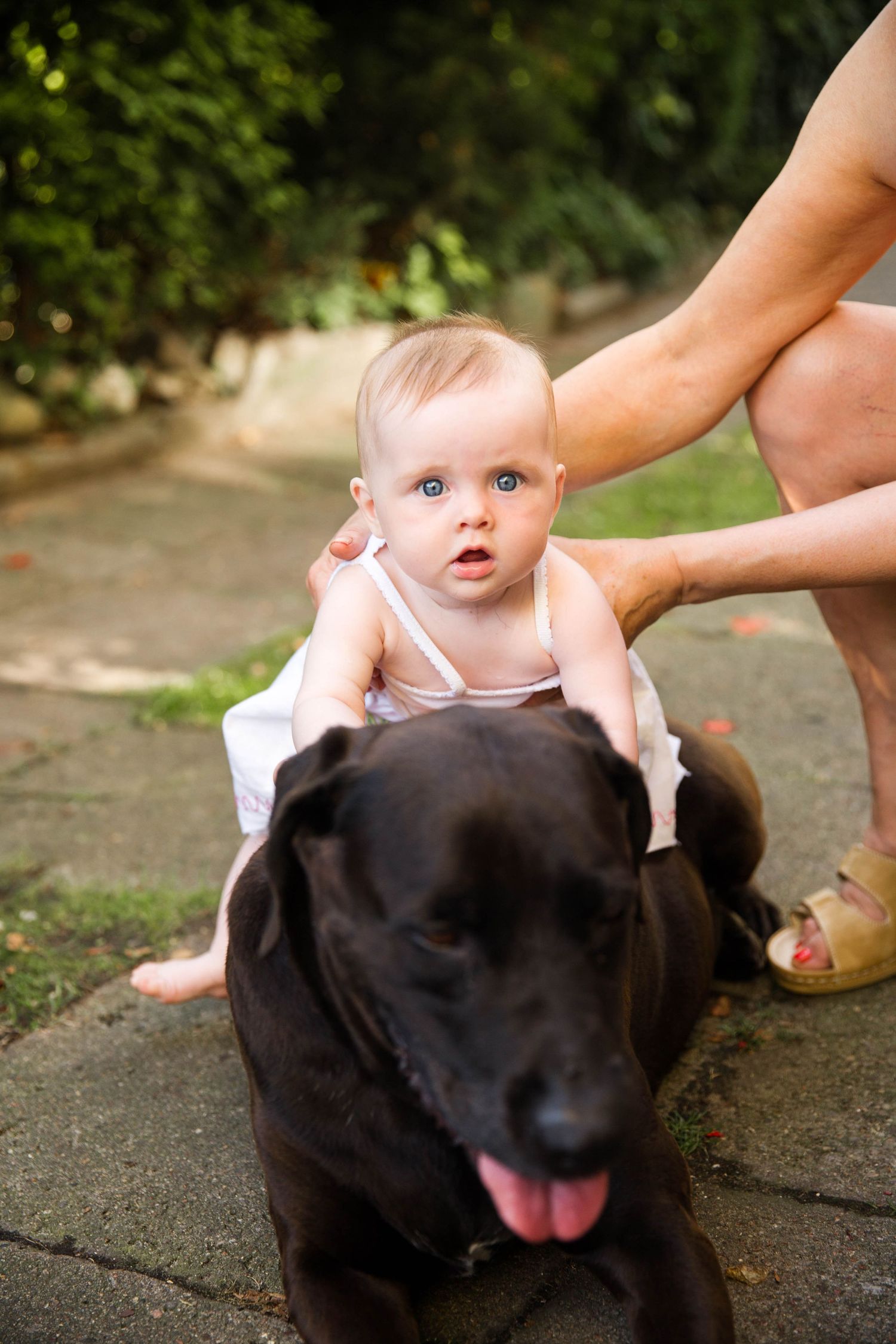 small baby girl sitting on brown dog