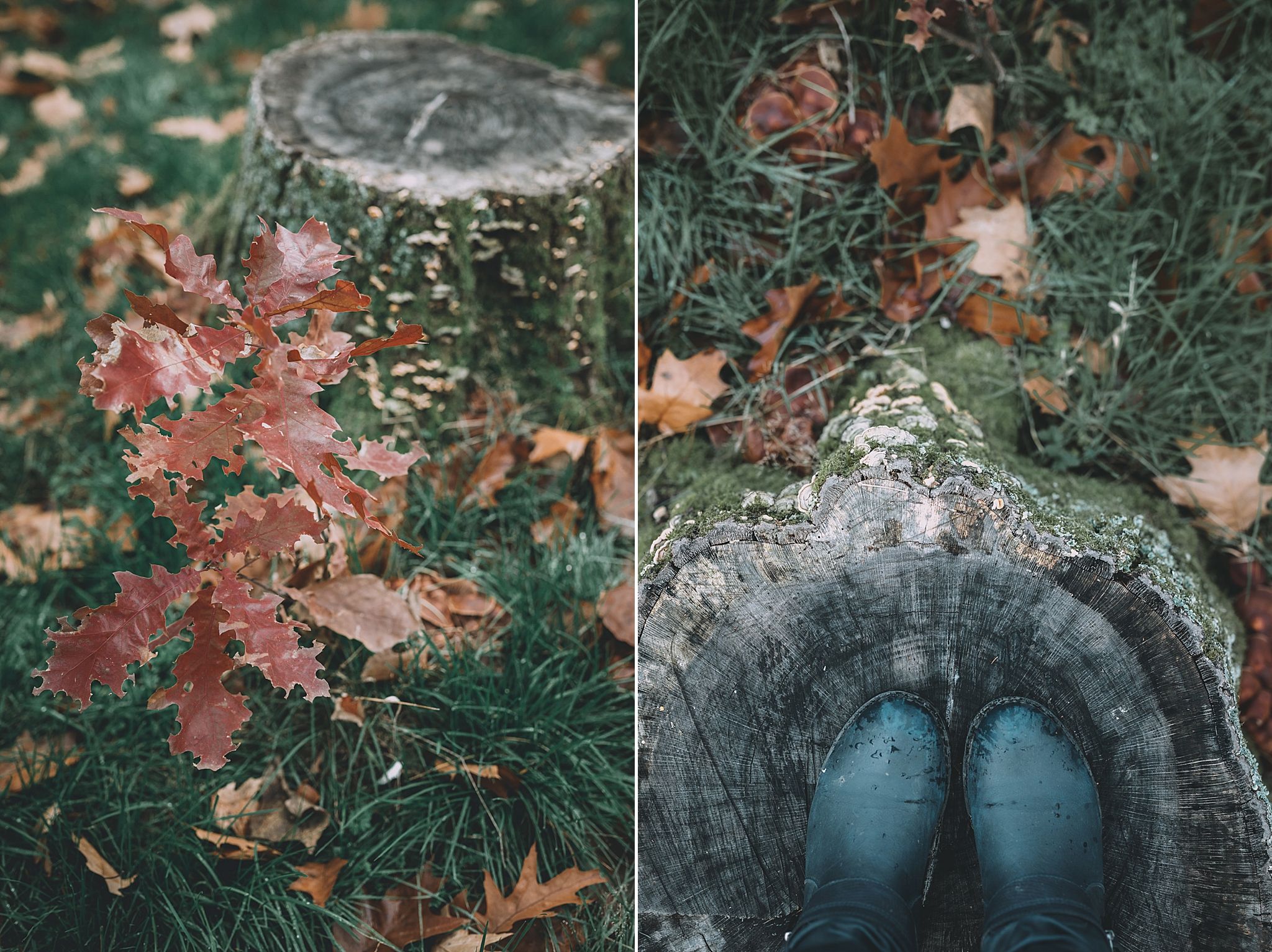 couleurs d'automne celine.s Photography