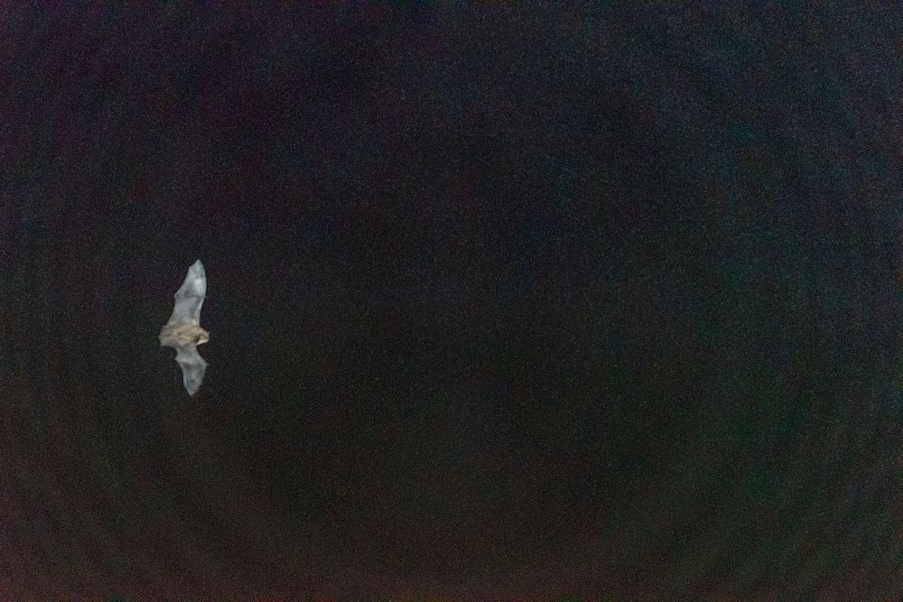 Bat on Lows Lake