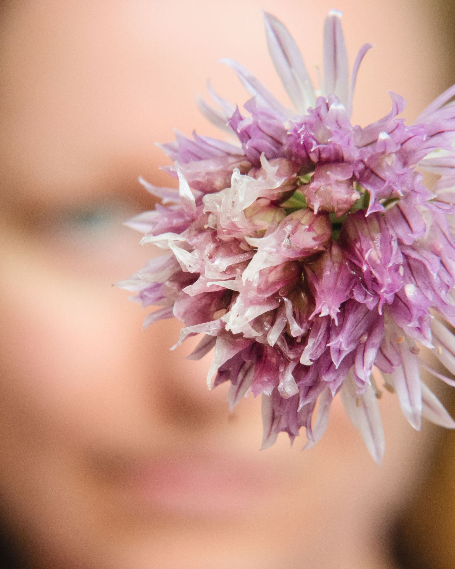 A macro shot of the chive flower with a blurred out face in the background