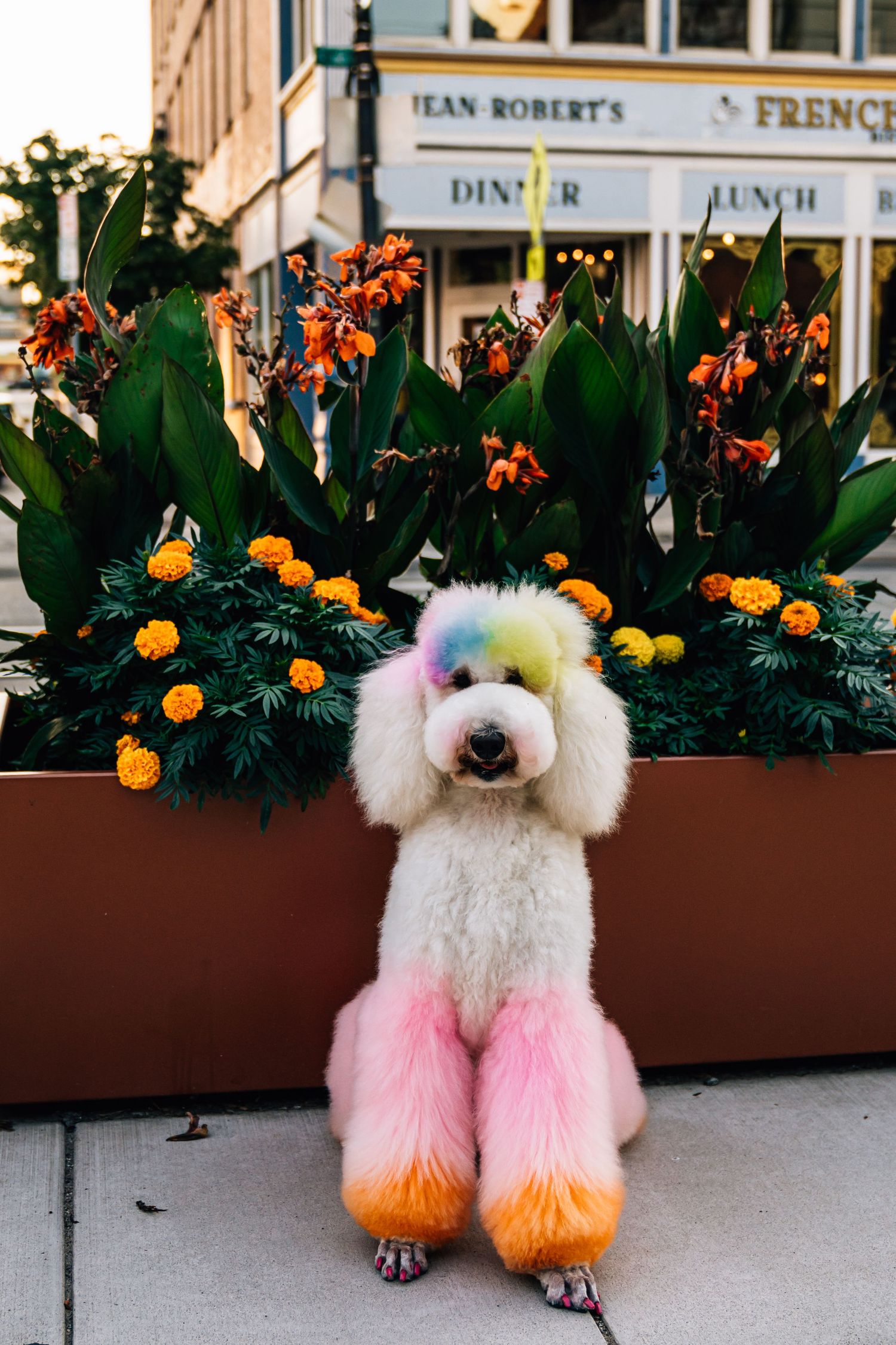 Colorful Poodle dog Findlay Market OTR Pet photography Cincinnati Puppy photos Dayton Ohio