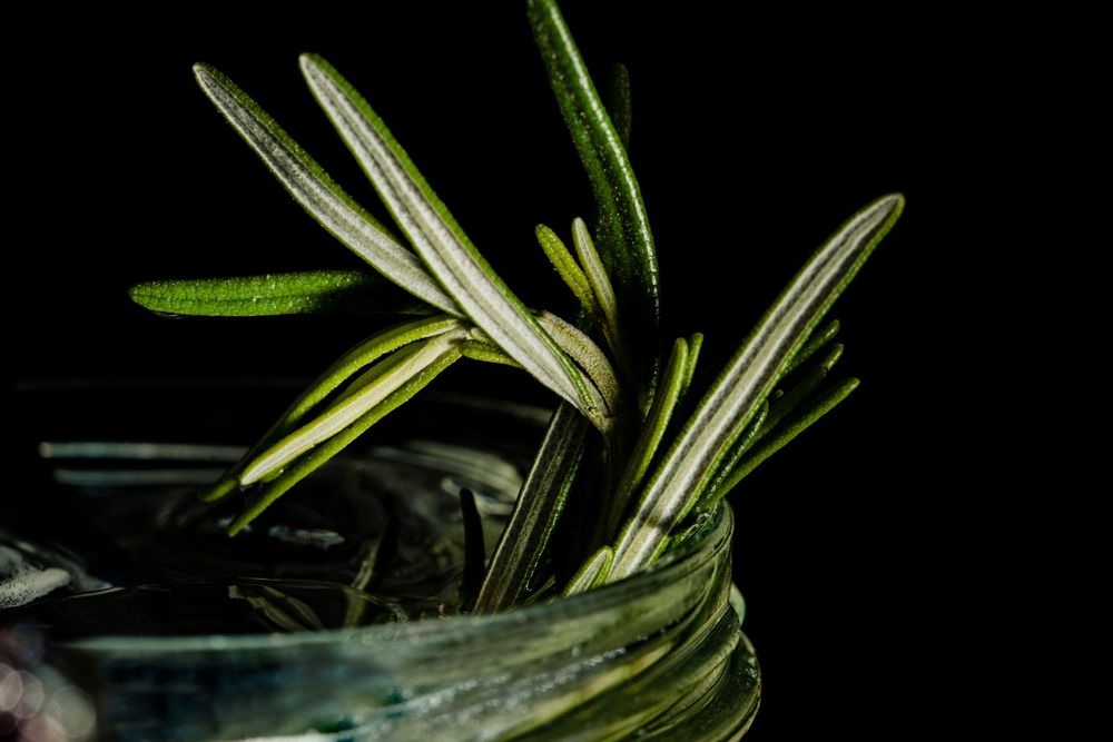 Rosemary in gin gloucestershire food photographer