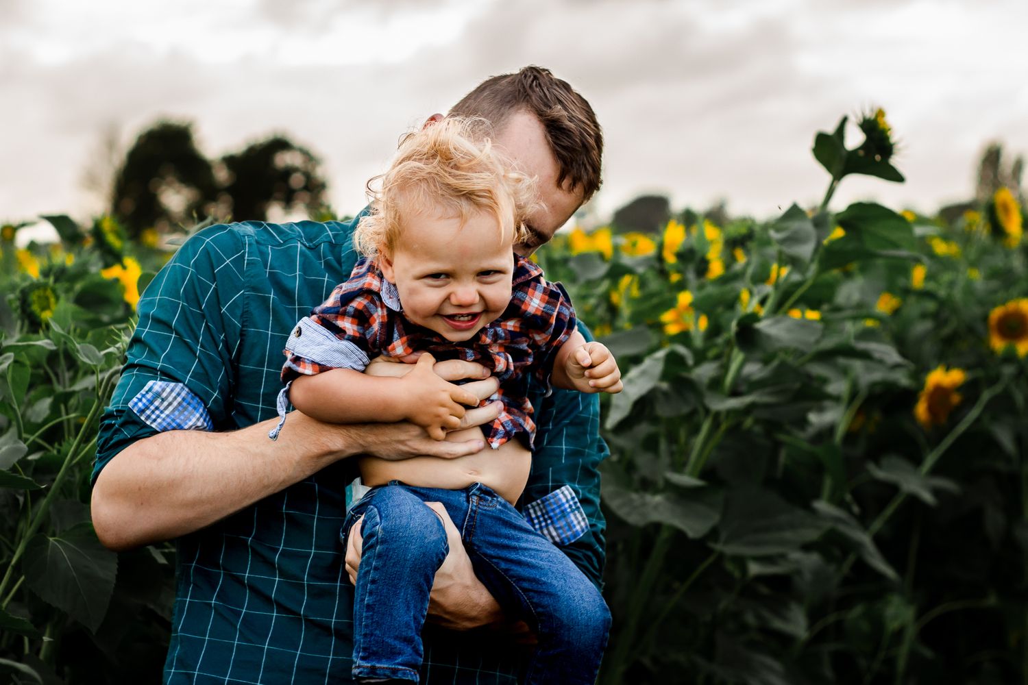 On and overcast day In a sunflower field on Hayling Island a dad tickles his one year old Son.