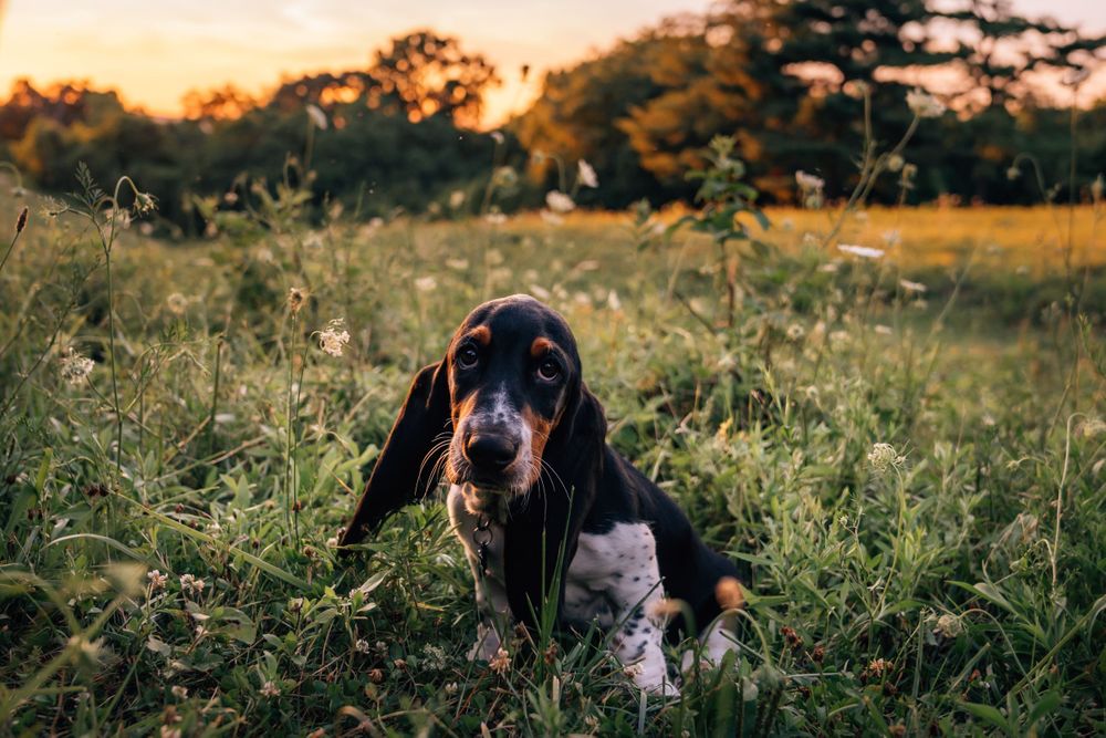 Basset Hound Puppy Pet photography Cincinnati Puppy photos Dayton Ohio