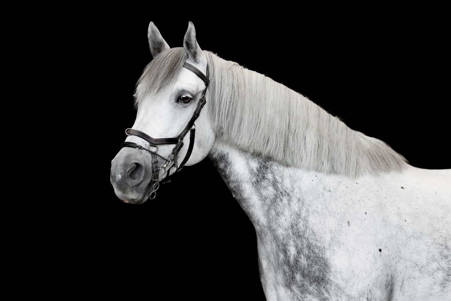 Equine black background fine art portrait dapple grey mare headshot