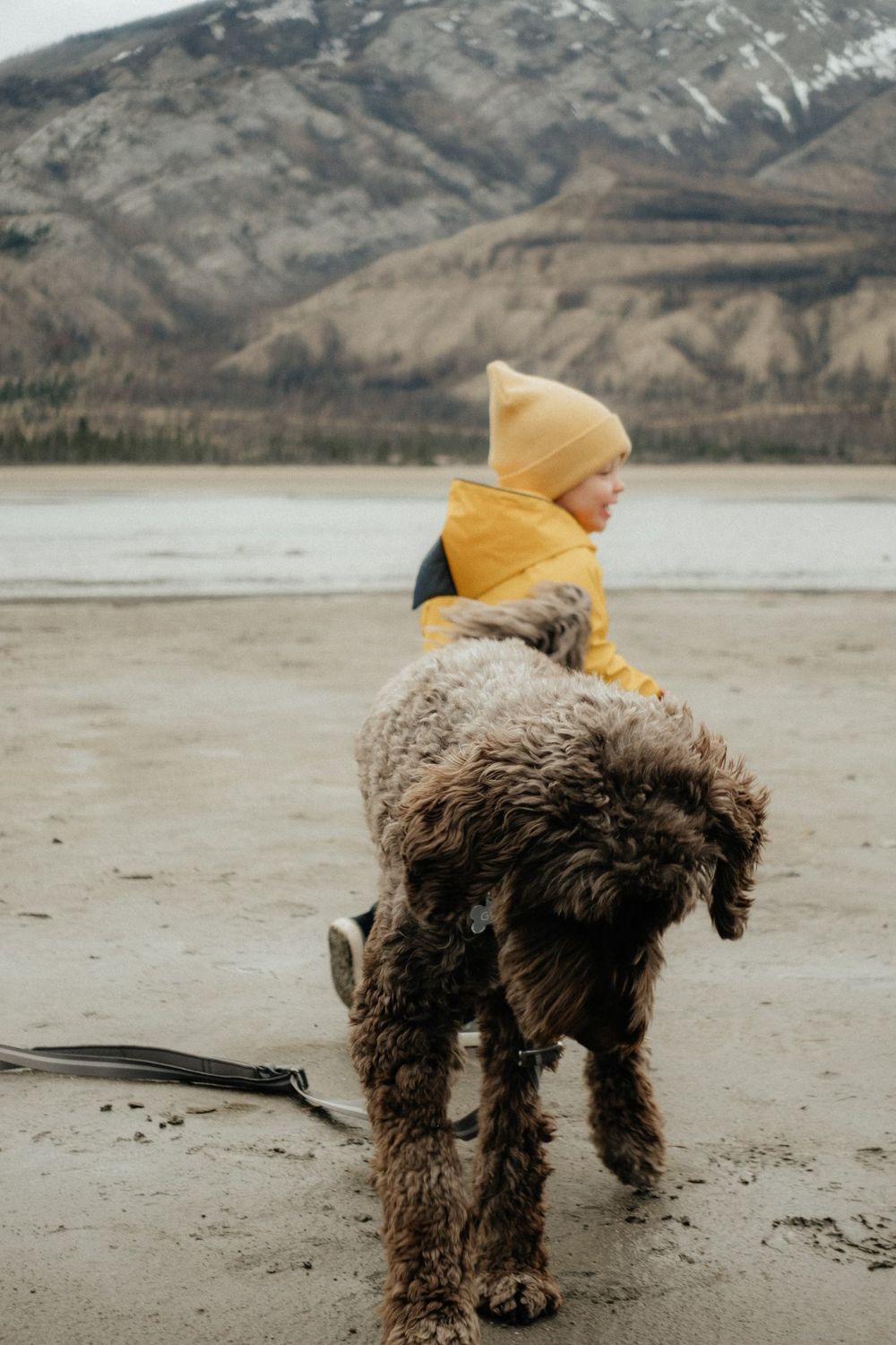 A muddy brown dog wearing an orange hood stands on a vast beach with snowy mountains in the background.