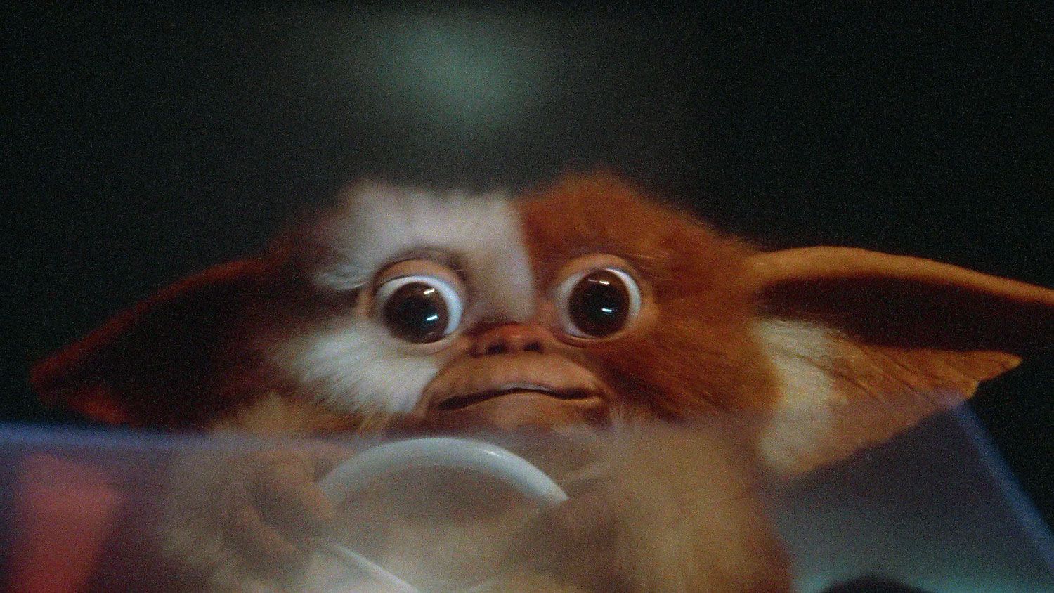 Oversized Gizmo puppet from Gremlins