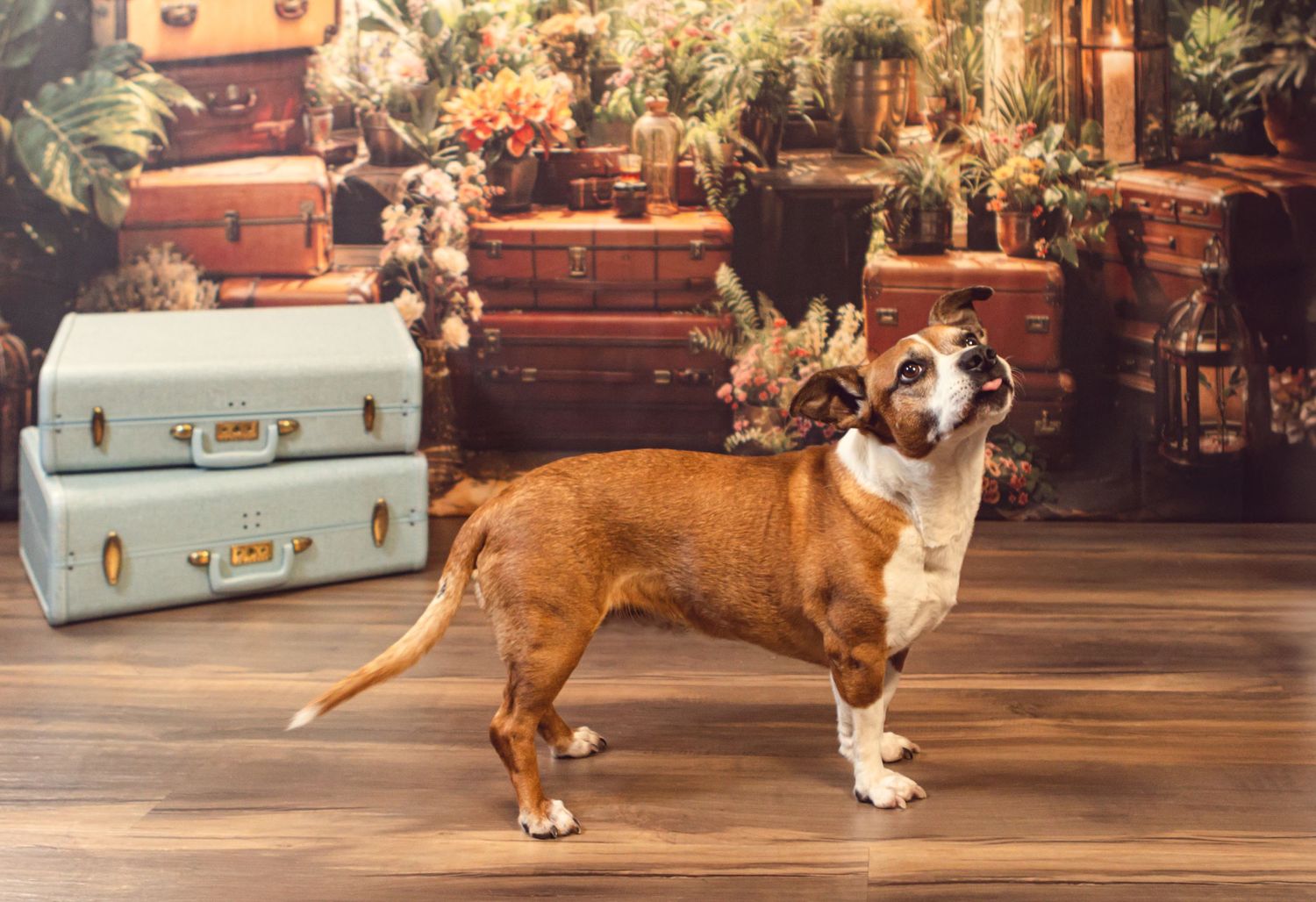 Brown and white dog stands near vintage suitcases in indoor garden setting.
