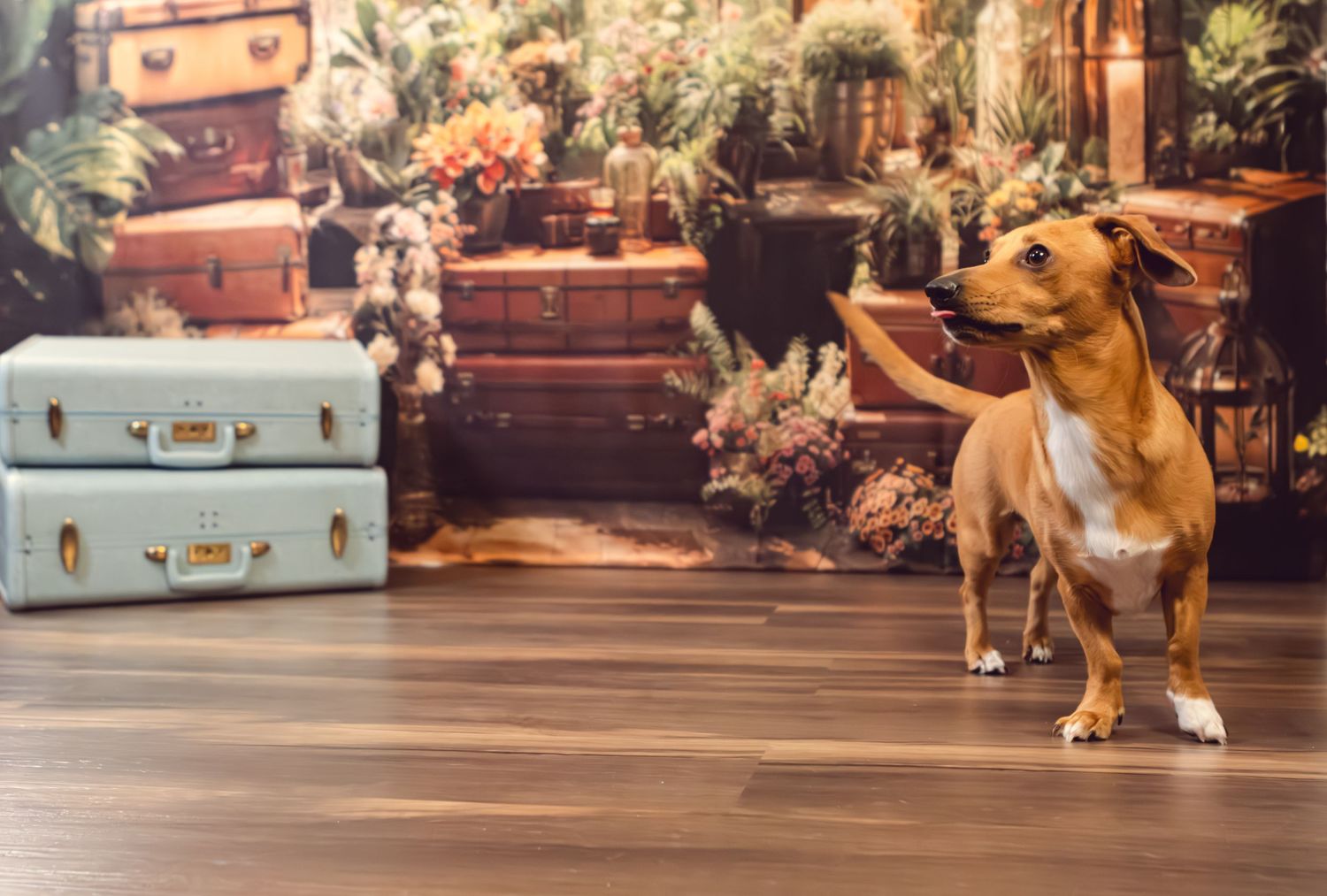 Dachshund dog stands among vintage suitcases and floral arrangements in indoor setting.