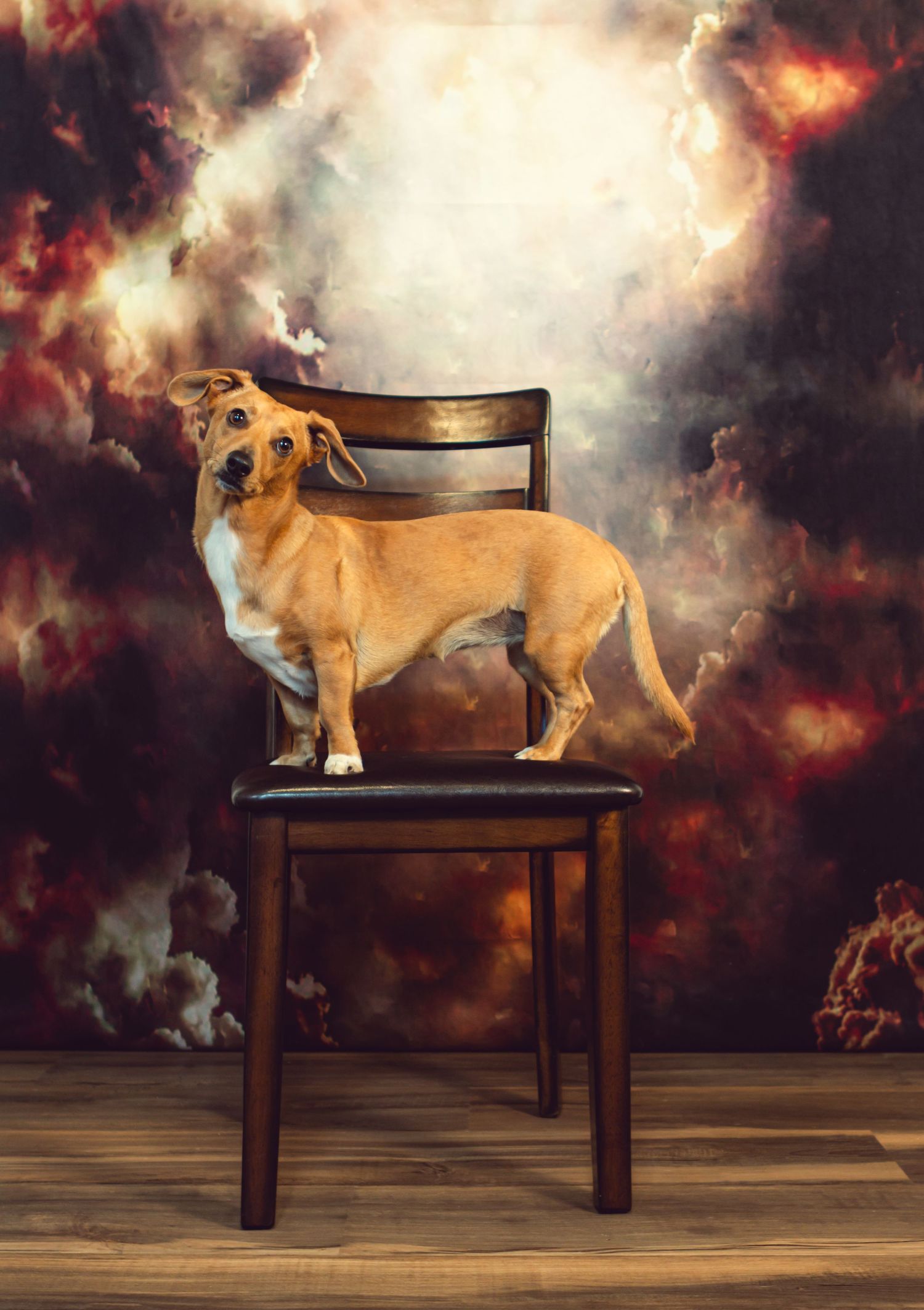 Dachshund dog stands majestically on wooden chair against dramatic cloudy backdrop.