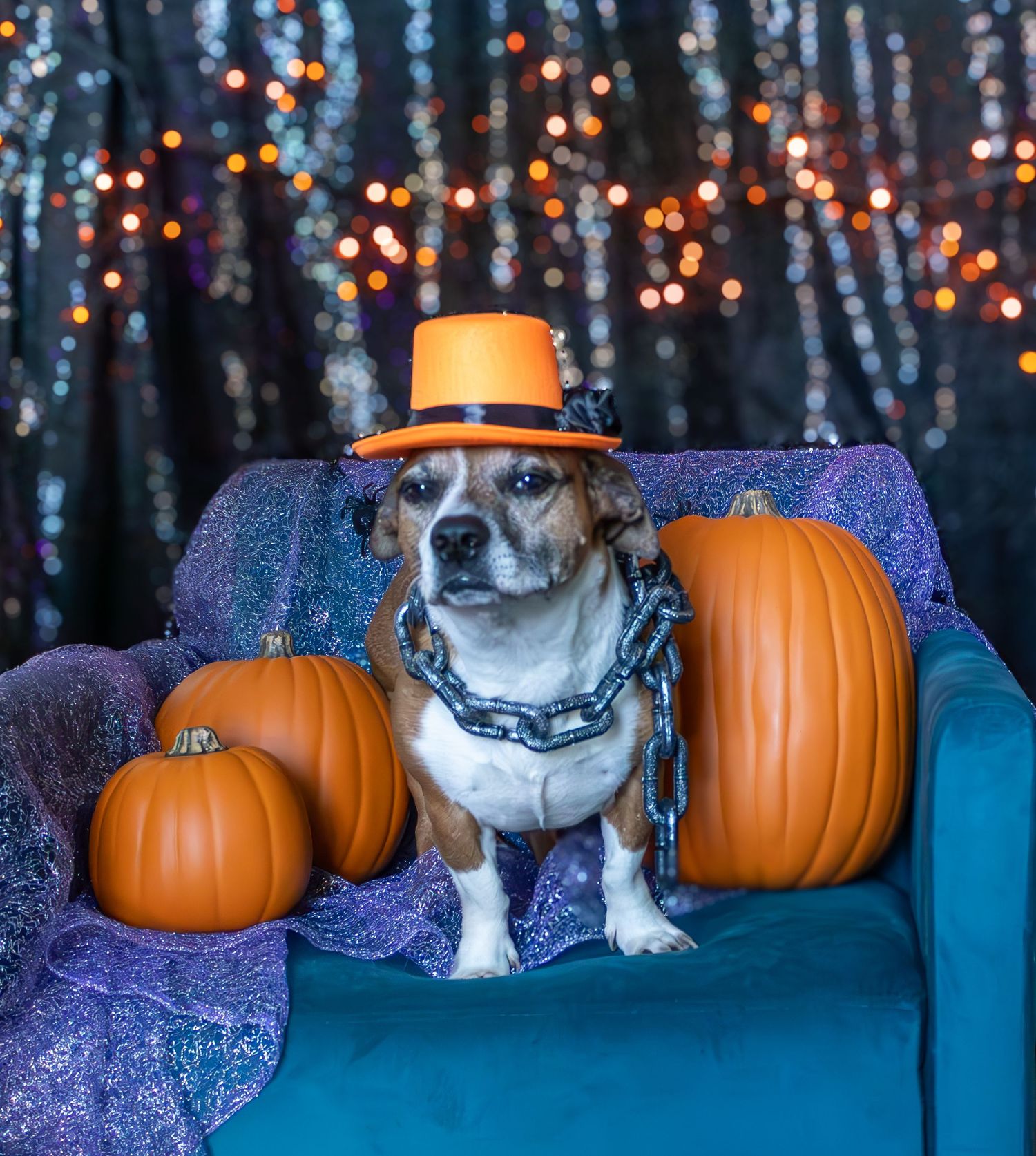 Small dog wearing orange hat and chain necklace poses with pumpkins on blue chair with twinkle lights.