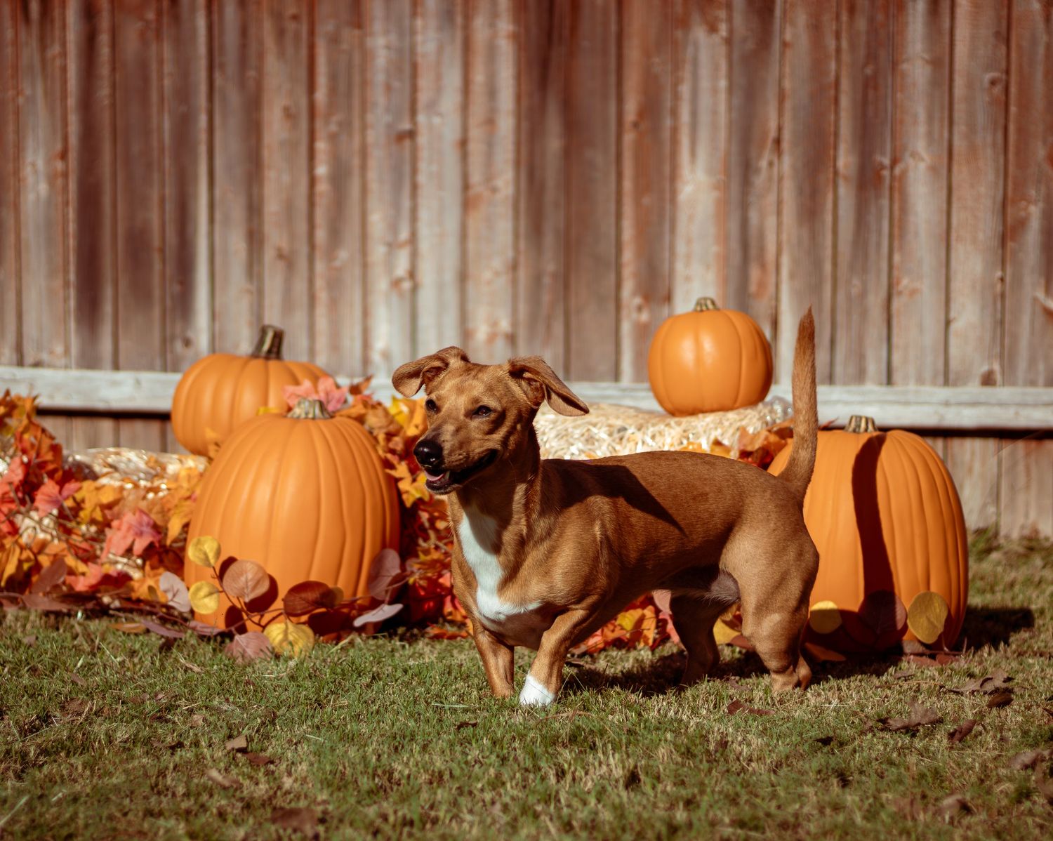 Brown and white dog playing among fall pumpkins and autumn leaves by wooden fence.