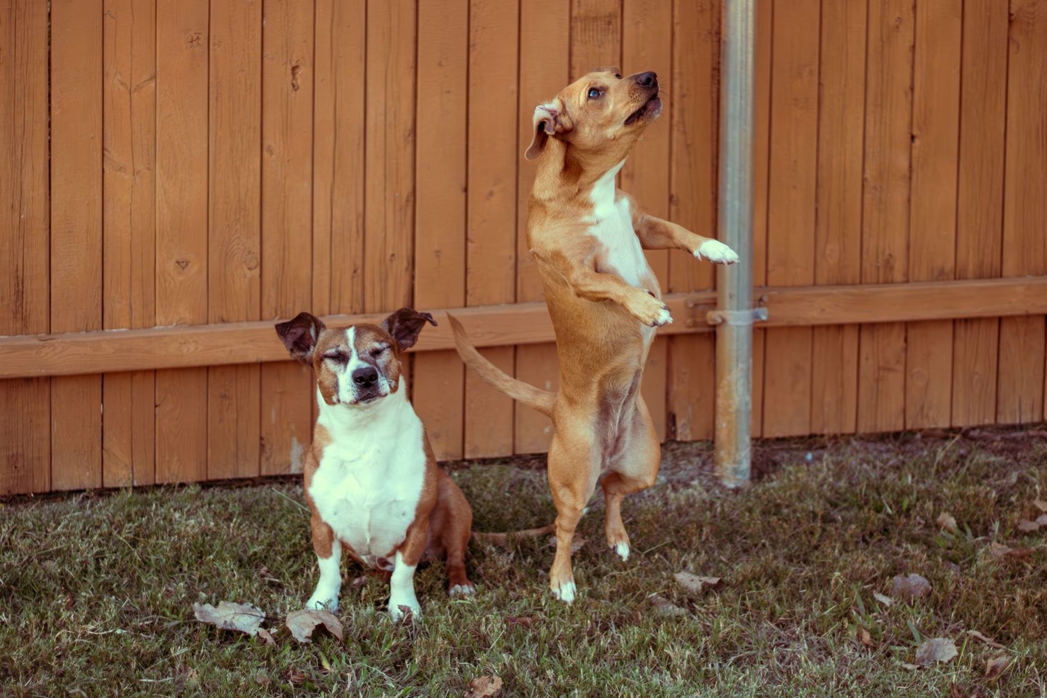 Two dogs in glowing accessories standing against wooden fence at night.