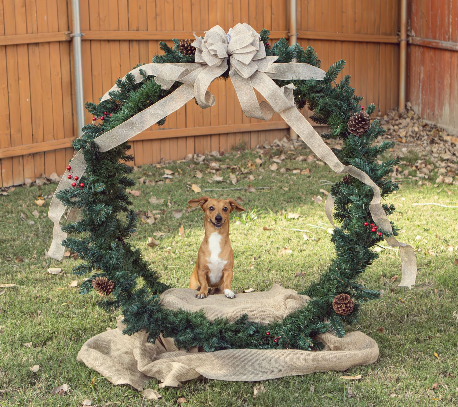Small brown dog sitting under a large decorative holiday wreath arch with white bow in backyard.