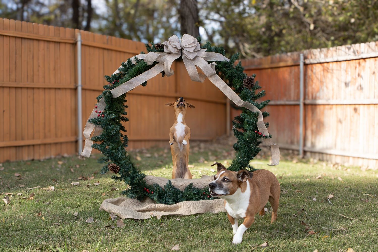 Dog playing near a festive greenery arch decorated with white bows in a fenced backyard.