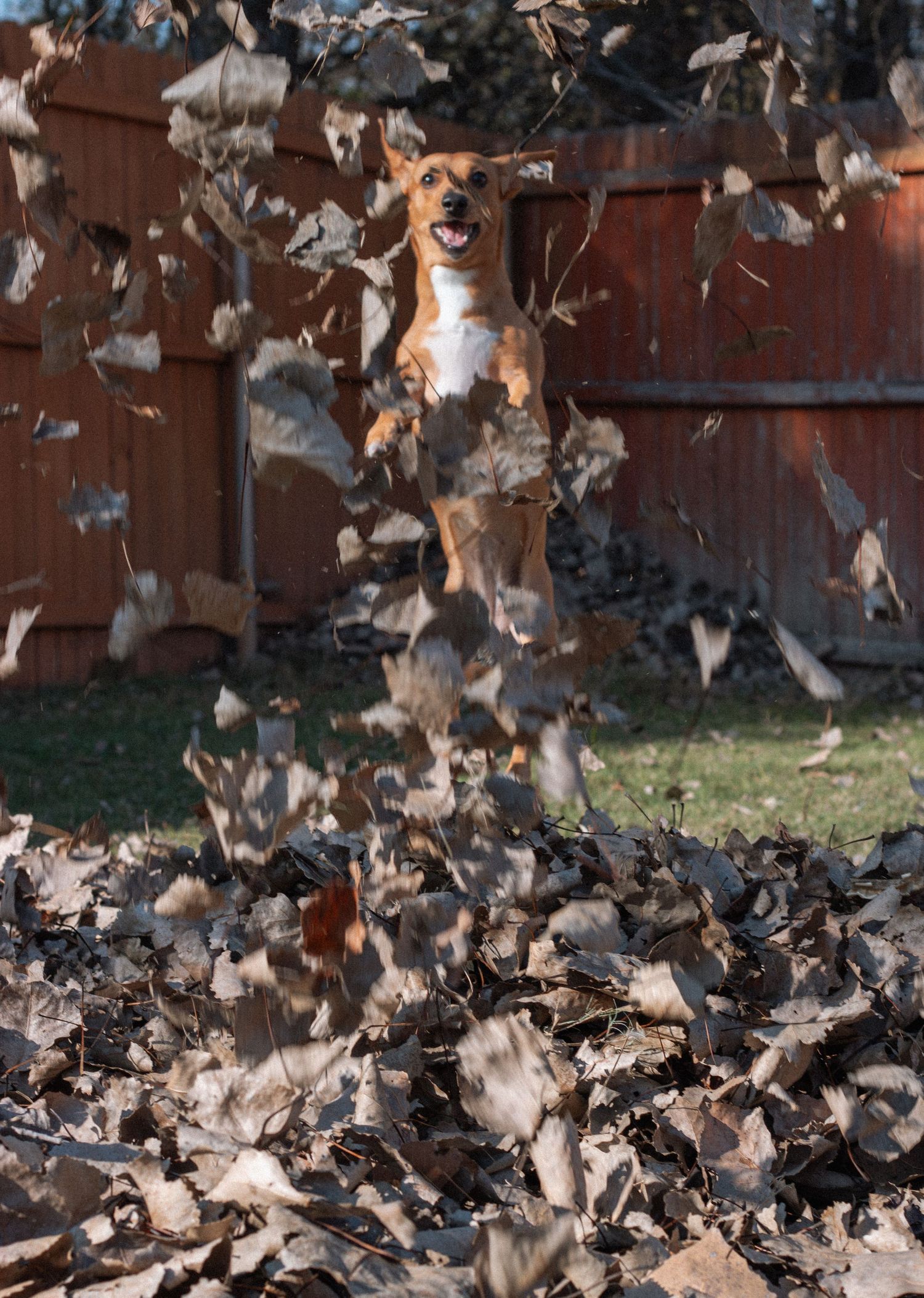 Playful dog jumping through scattered fall leaves against wooden fence background.