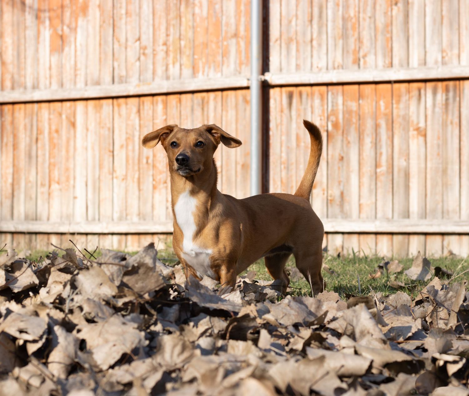 Brown and white dog standing alertly in dried leaves by wooden fence.