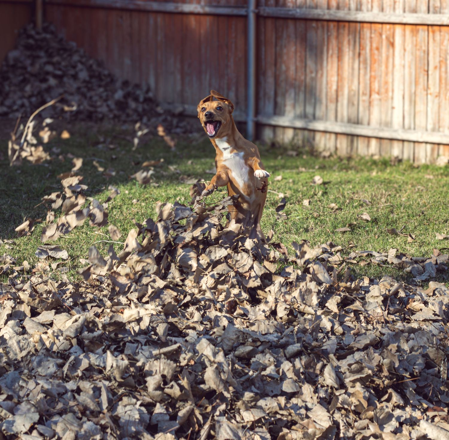 Playful dog jumping and playing in a pile of fallen autumn leaves in a fenced backyard.