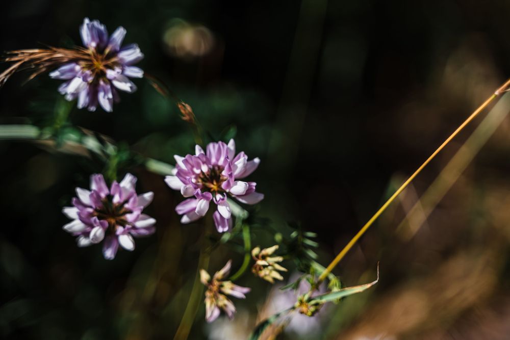 Purple wildflowers in soft focus with sunlit highlights and dark background.